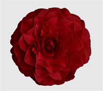 Red Red Rose Camellia
