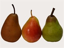Espalier Pear Varieties